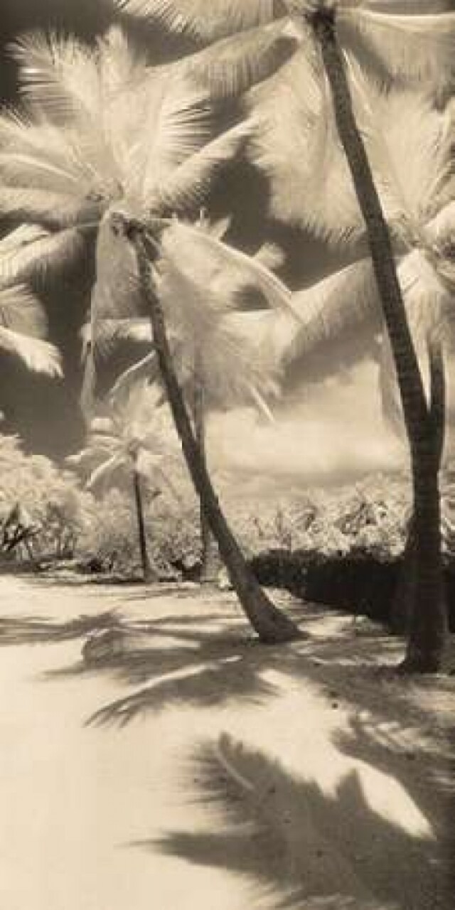 Palm Shadows II Poster Print by Susan Friedman - Item # VARPDXF245D